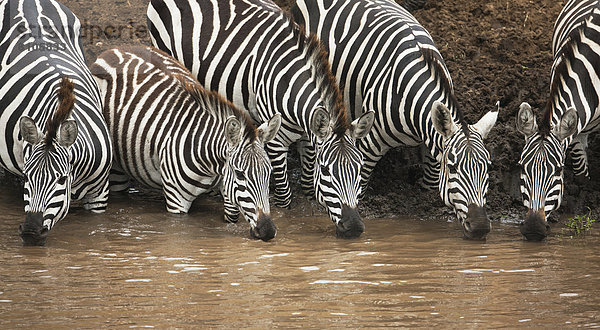 Zebras (Equus quagga) trinkend am Flussufer des Talek River