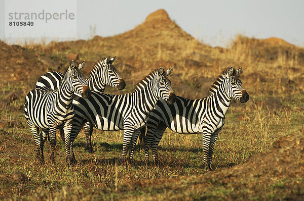 Böhm-Zebras (Equus quagga boehmi) im Abendlicht