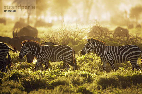 Böhm-Zebras (Equus quagga boehmi) im Abendlicht