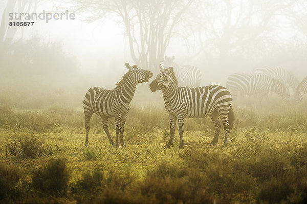 Zebras (Equus quagga) im Morgennebel