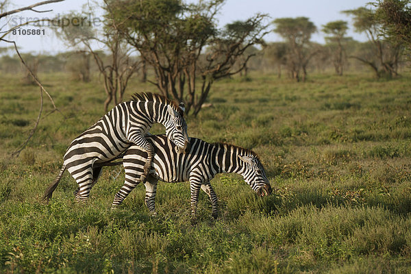 Böhm-Zebras (Equus quagga boehmi) bei der Kopulation