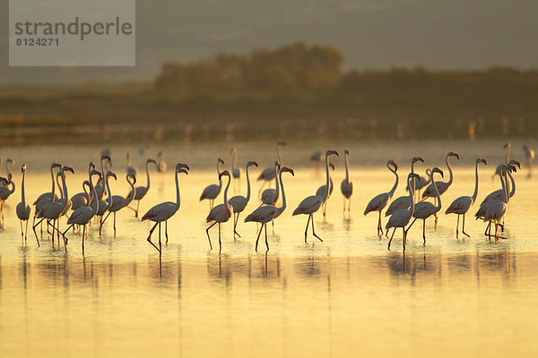 Große Gruppe von Flamingos  Region Oristano auf Sardinien  Italien