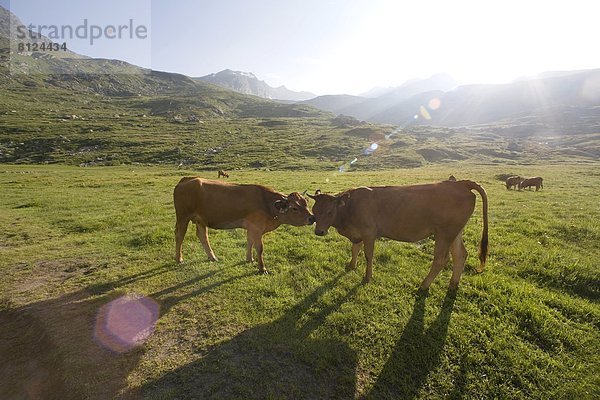 Hausrind  Hausrinder  Kuh  Frankreich  Europa  Berg  französisch  Tal  Reise  Rind  wandern  Alpen  Sonnenlicht  nur ein Mann  Savoie  trekking