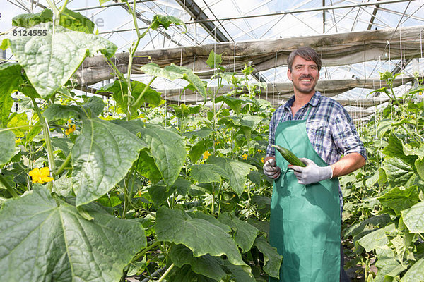 Porträt eines Bio-Bauern  der Gurken im Polytunnel erntet