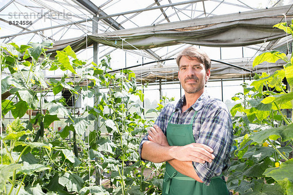 Portrait des Biobauern neben Gurkenpflanzen im Polytunnel