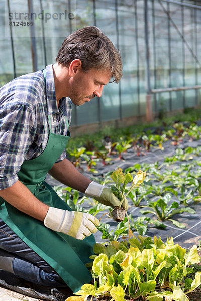 Bio-Bauer bei der Jungpflanzenpflege im Polytunnel