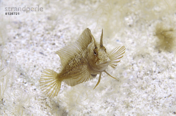 Gehörnter Schleimfisch (Parablennius tentacularis)