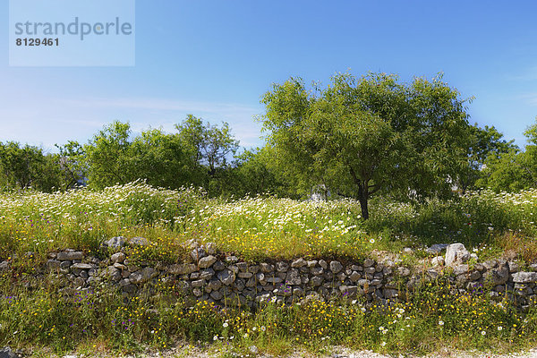 Steinmauer  Landschaft  Baum  Mandel