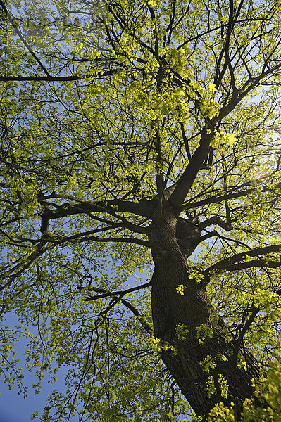 Spitz-Ahorn (Acer platanoides) im April