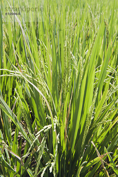 Reispflanzen (Oryza sativa) im Reisfeld