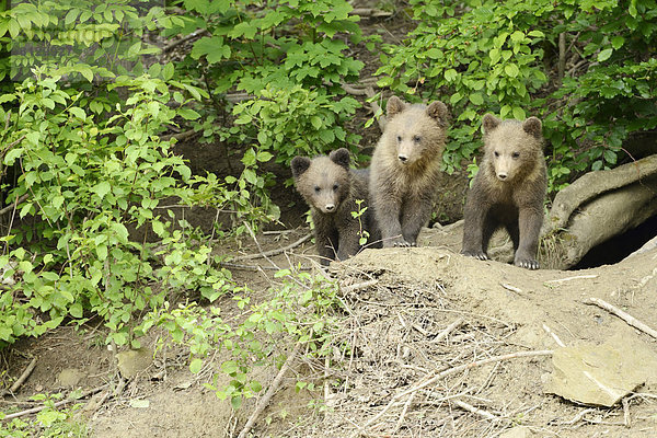 Braunbären (Ursus arctos)  Jungtiere stehen vor ihrer Höhle  captive