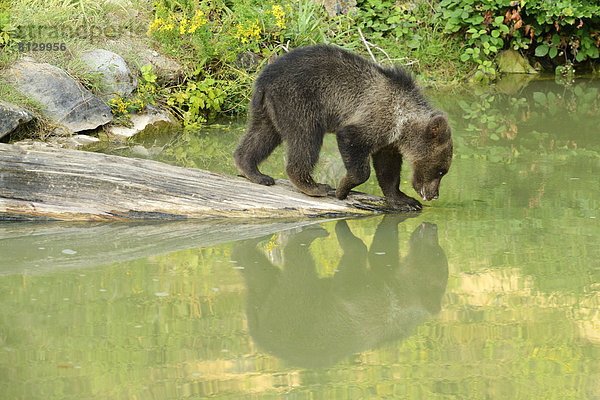 Junger Braunbär (Ursus arctos)  beim Trinken  mit Spiegelung im Wasser  captive