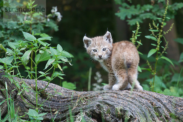 Junger Eurasischer Luchs (Lynx lynx) auf Baumstamm stehend  captive