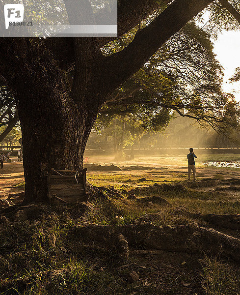 Touristische Aufnahmen von Bäumen in Angkor Wat  Siem Reap  Kambodscha