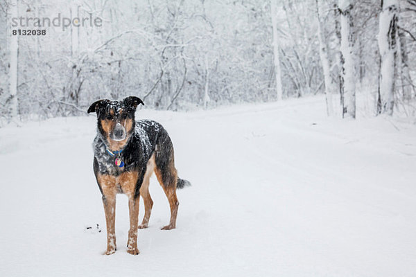 Hund im verschneiten Wald stehend