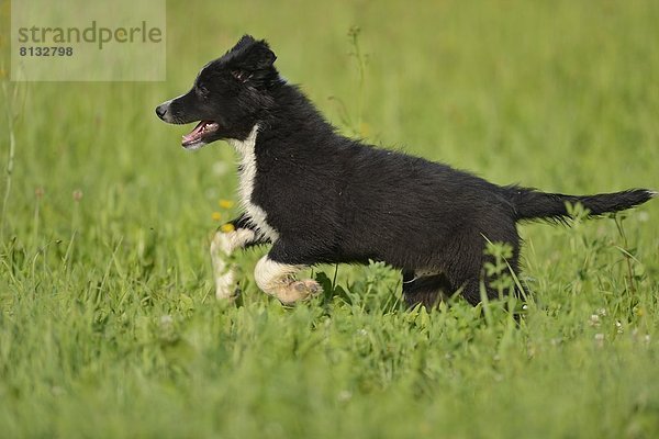 Hunde-Welpe läuft im Gras