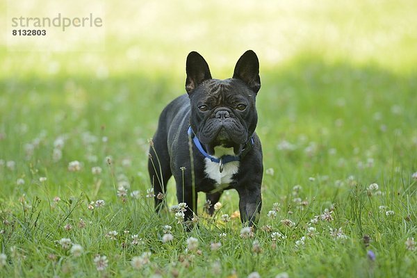 Französische Bulldogge im Gras