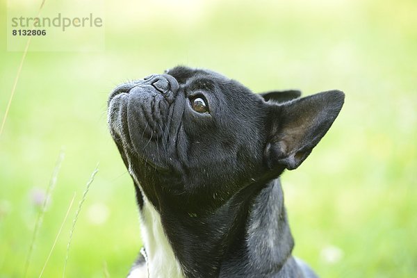 Französische Bulldogge schaut nach oben  close-up