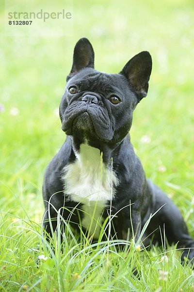 Französische Bulldogge im Gras