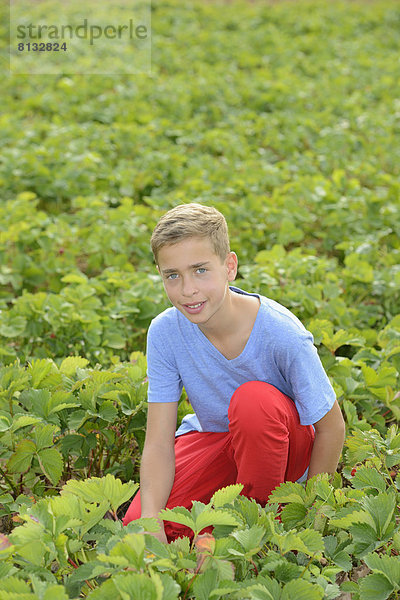 Teenager pflückt Erdbeeren auf einem Feld