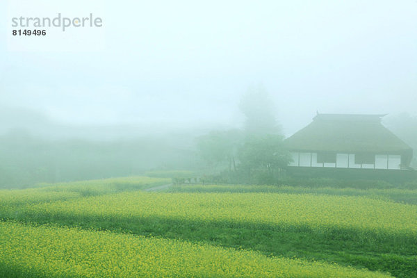 Blume Tradition Wohnhaus Nebel Raps Brassica napus japanisch