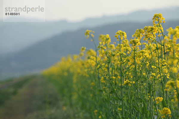 Rapeseed flowers