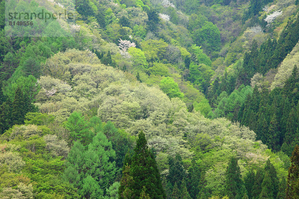 Wald  Nagano