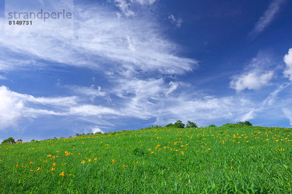 Taglilie  Wolke  Himmel  Feld  blau