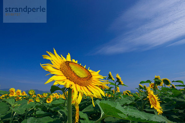 Sonnenblume  helianthus annuus  Himmel  Feld