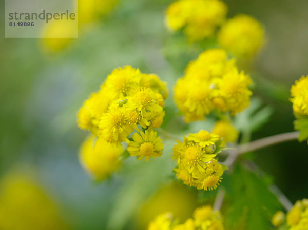 Chrysanth flowers