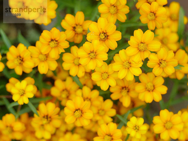 Zinnia Angustifolia