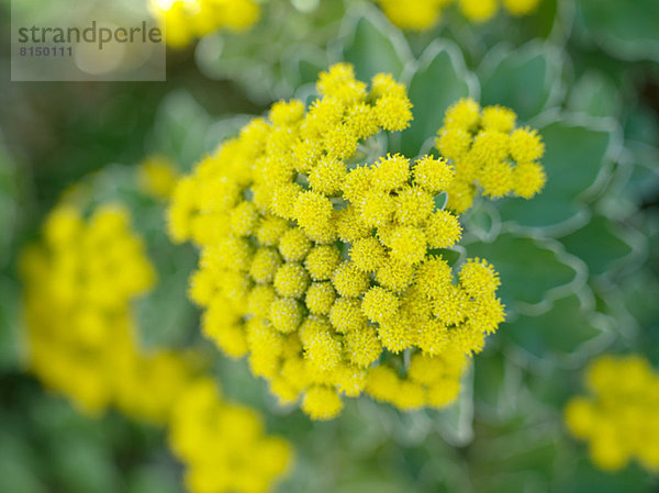 Chrysanth flower