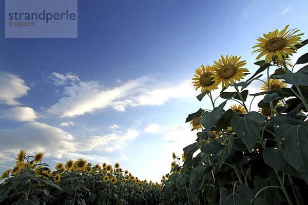 Sonnenblume  helianthus annuus  Himmel  Feld