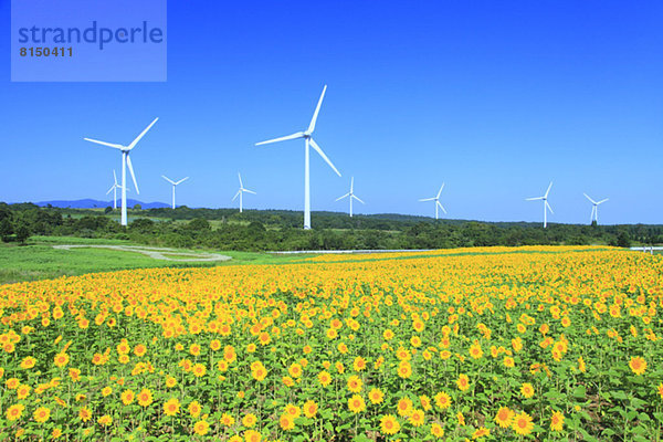 Windturbine Windrad Windräder Sonnenblume helianthus annuus Feld