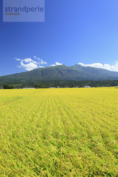 Rice field and Mt.Chokai  Yamagata prefecture