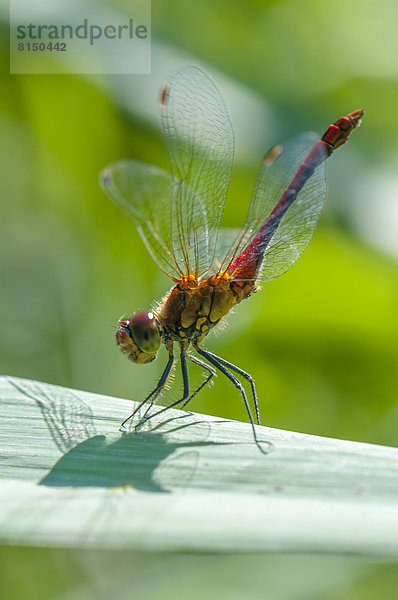 Gemeine Heidelibelle (Sympetrum vulgatum) in der Obeliskenstellung um sich vor Überhitzung durch die Sonne zu schützen