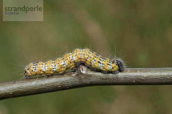 Raupe vom Mondvogel (Phalera bucephala)