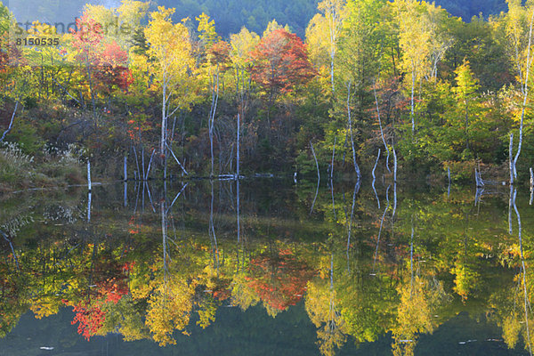 Wasser  Baum  Spiegelung  Herbst
