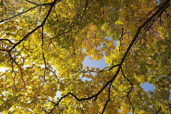 Ahornbaum (Acer sp.) im Herbst  Schlosspark Ahrensburg