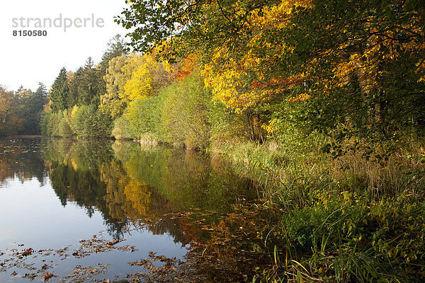 Bäume am Manhagen-Teich im Herbst