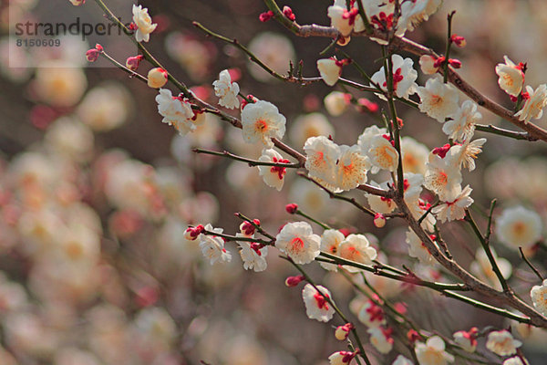 Plum blossoms