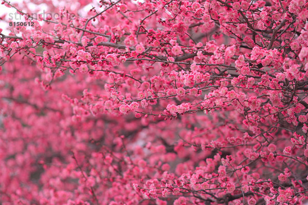 Plum blossoms