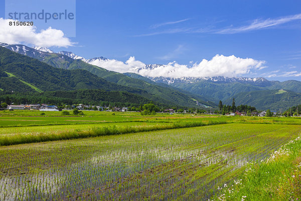 Berg Feld Reis Reiskorn Nagano