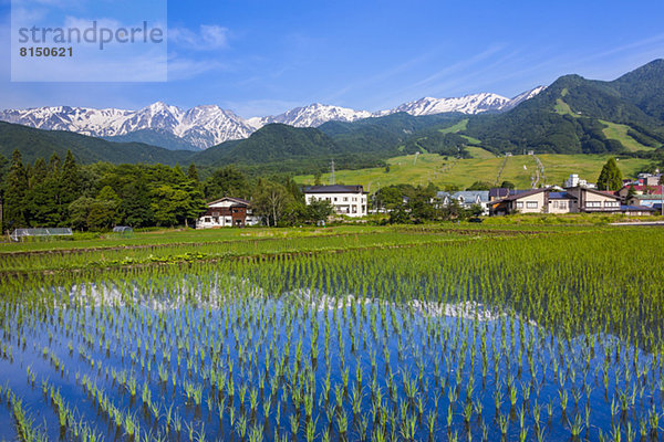 Berg Feld Reis Reiskorn Nagano