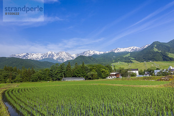 Berg Feld Reis Reiskorn Nagano