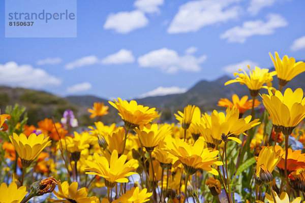 Blume  Himmel  Garten