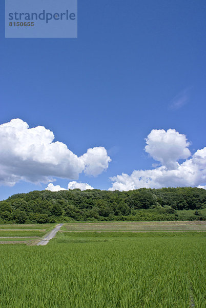 Countryside at summer  Osaka Prefecture