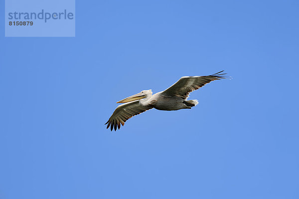 Krauskopfpelikan (Pelecanus crispus) im Flug