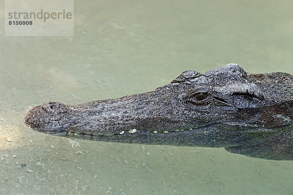 Siam-Krokodil  Siamkrokodil (Crocodylus siamensis)  Portrait  captive