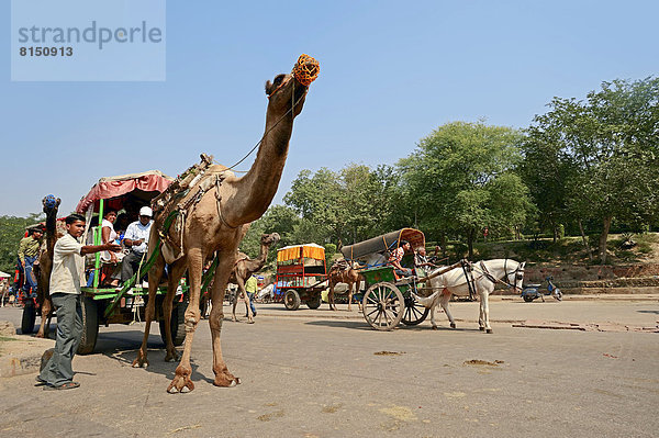 Dromedar oder Einhöckriges Kamel (Camelus dromedarius) als Zugtier vor Kutsche